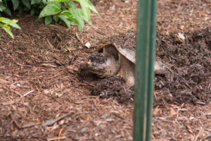 Turtle | Tortoise and the Hare - Be the Tortoise! (1)