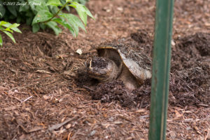 Turtle | Tortoise and the Hare - Be the Tortoise! (4)