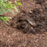 Turtle | Tortoise and the Hare - Be the Tortoise! (2)