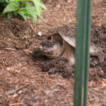 Turtle | Tortoise and the Hare - Be the Tortoise! (1)