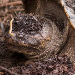 Turtle | Tortoise and the Hare - Be the Tortoise! (3)