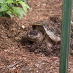 Turtle | Tortoise and the Hare - Be the Tortoise! (4)
