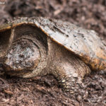 Turtle | Tortoise and the Hare - Be the Tortoise! (6)