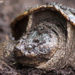 Turtle | Tortoise and the Hare - Be the Tortoise! (7)