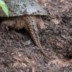 Turtle | Tortoise and the Hare - Be the Tortoise! (8)